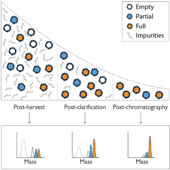 Figure 2. Mass photometry provides valuable information throughout downstream AAV purification processes