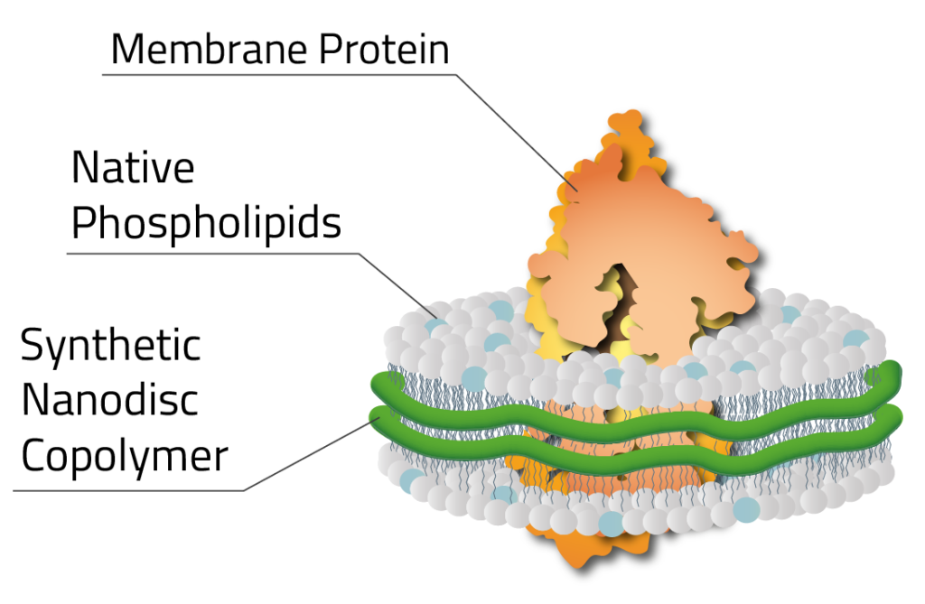 Copolymer Nanodisc