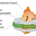 Copolymer Nanodisc