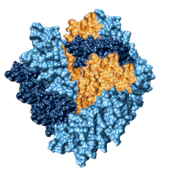 complex binding processes