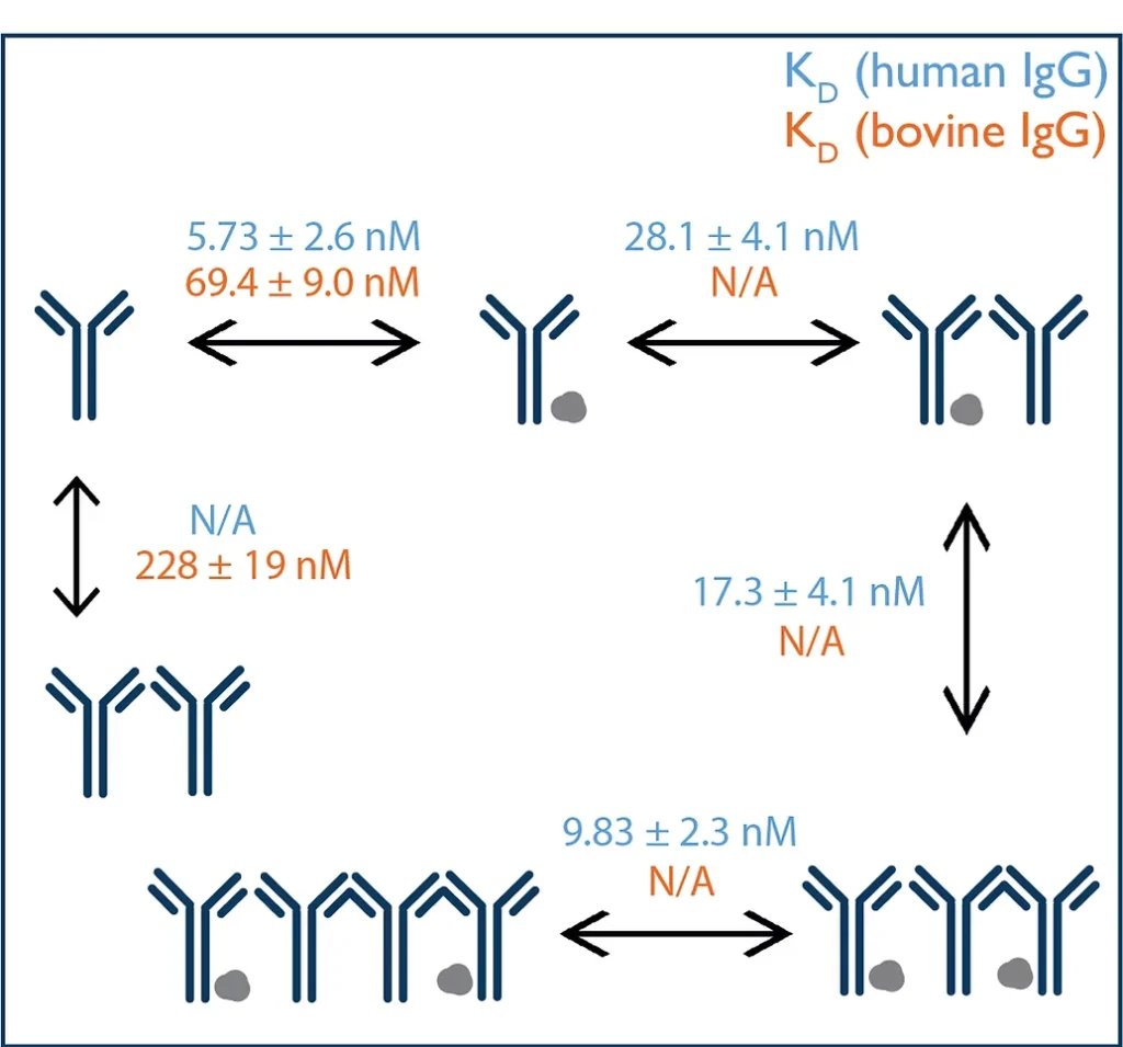 Gain quantitative insights into protein-protein interactions