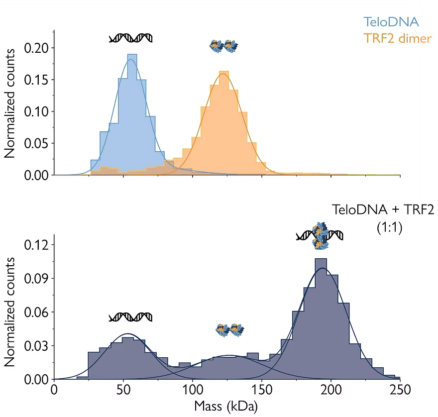 Measuring protein-DNA affinity with mass photometry vs. SPR