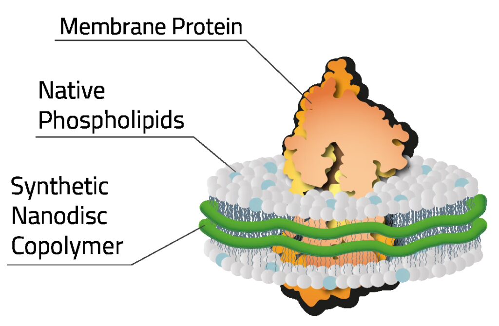 Copolymer_Nanodisc