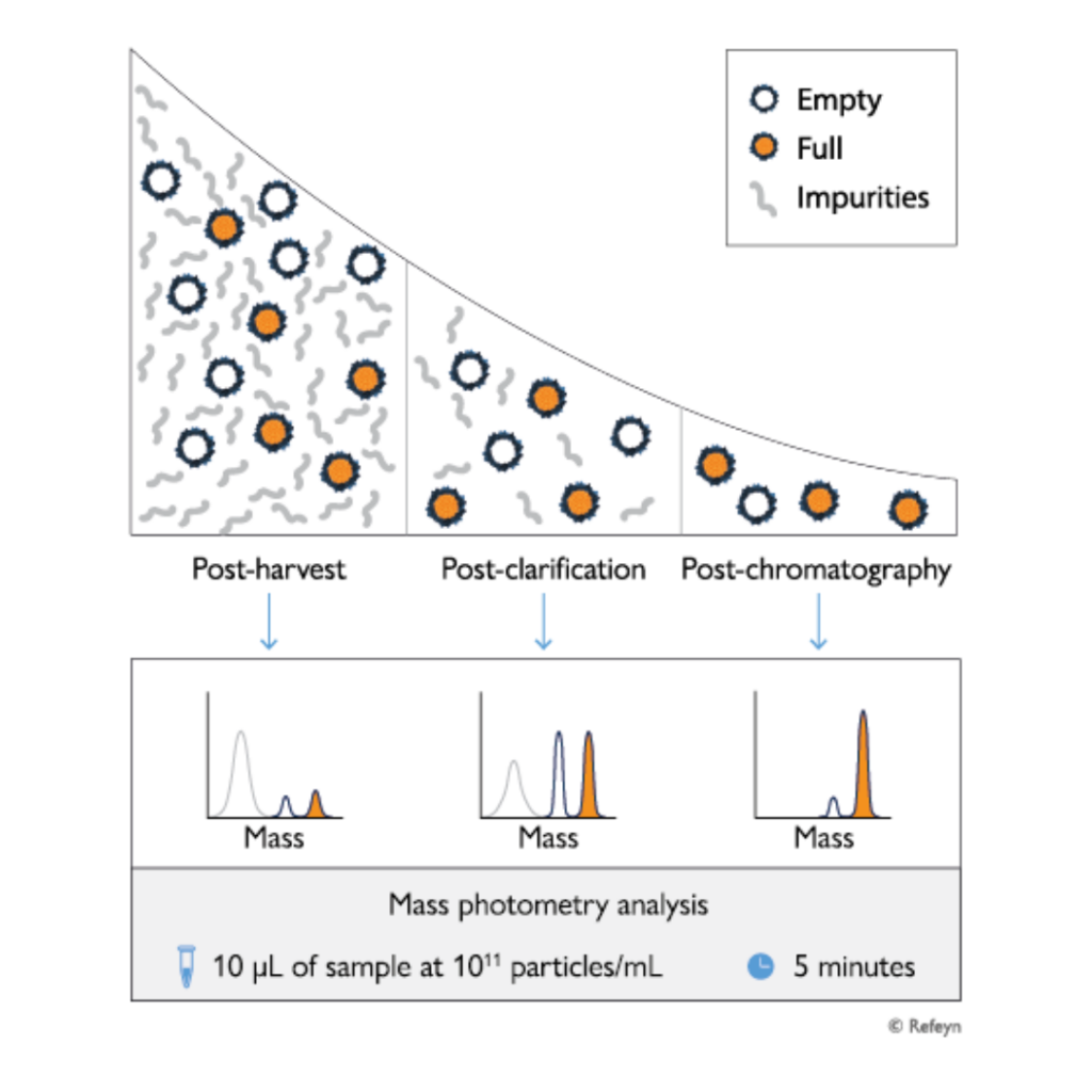 Mass photometry schematic showing quantitation of empty and full capsids throughout the AAV purification process.