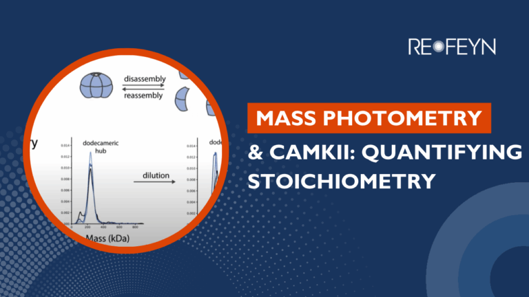 Quantifying CaMKII Stoichiometry with Mass Photometry
