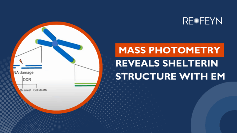 Mass Photometry Reveals Shelterin