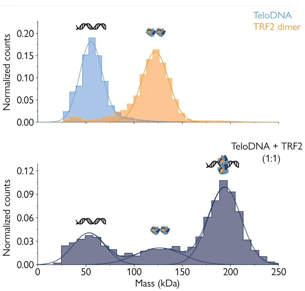 Mass photometry histograms showing independent measurements of DNA and proteins as well as the interactions between them