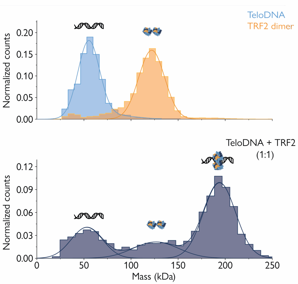 Mass photometry histograms showing independent measurements of DNA and proteins as well as the interactions between them