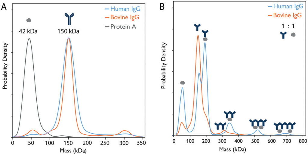 Mass photometry measurements showing the interactions between human/bovine IgGs and protein A.
