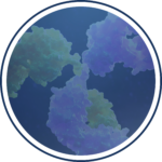 Therapeutic antibodies